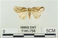 素木氏美波紋蛾藏品圖，第1張