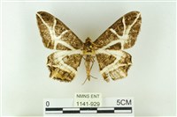 樹形尺蛾藏品圖，第1張