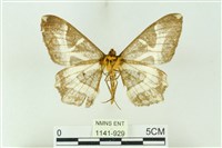 樹形尺蛾藏品圖，第2張