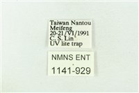 樹形尺蛾藏品圖，第3張