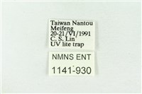 樹形尺蛾藏品圖，第3張
