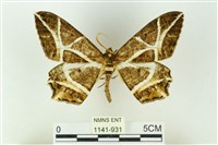 樹形尺蛾藏品圖，第1張