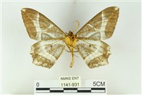 樹形尺蛾藏品圖，第2張