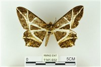 樹形尺蛾藏品圖，第1張