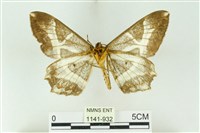 樹形尺蛾藏品圖，第2張