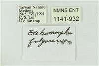 樹形尺蛾藏品圖，第3張