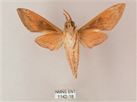 藏斜紋天蛾藏品圖，第2張