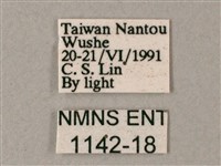 藏斜紋天蛾藏品圖，第3張