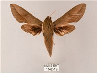 藏斜紋天蛾藏品圖，第1張