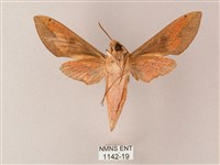 藏斜紋天蛾藏品圖，第2張