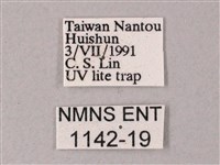 藏斜紋天蛾藏品圖，第3張