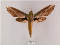 綠背斜紋天蛾藏品圖，第1張