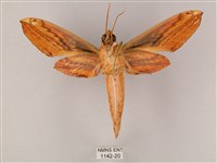 綠背斜紋天蛾藏品圖，第2張