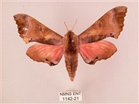 桃紅六點天蛾藏品圖，第1張