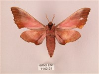 桃紅六點天蛾藏品圖，第2張