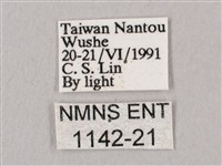 桃紅六點天蛾藏品圖，第3張