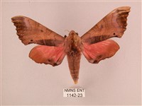 桃紅六點天蛾藏品圖，第1張