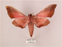 桃紅六點天蛾藏品圖，第2張