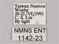 桃紅六點天蛾藏品圖，第3張