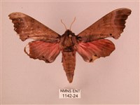 桃紅六點天蛾藏品圖，第1張