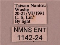 桃紅六點天蛾藏品圖，第3張