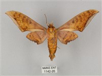 裂斑鷹翅天蛾藏品圖，第2張