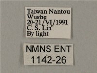 裂斑鷹翅天蛾藏品圖，第3張