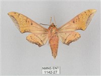 廣東鷹翅天蛾藏品圖，第2張