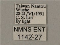 廣東鷹翅天蛾藏品圖，第3張