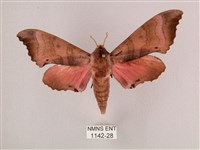 桃紅六點天蛾藏品圖，第1張