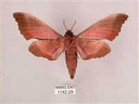 桃紅六點天蛾藏品圖，第2張