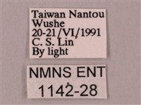 桃紅六點天蛾藏品圖，第3張