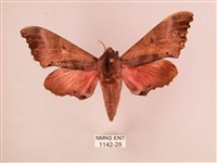 桃紅六點天蛾藏品圖，第1張