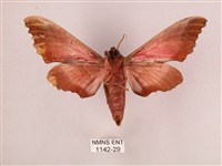 桃紅六點天蛾藏品圖，第2張