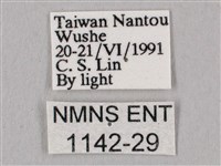 桃紅六點天蛾藏品圖，第3張