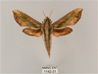 斜綠天蛾藏品圖，第1張