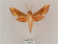 斜綠天蛾藏品圖，第2張