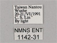 斜綠天蛾藏品圖，第3張