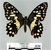 花鳳蝶、無尾鳳蝶藏品圖，第1張