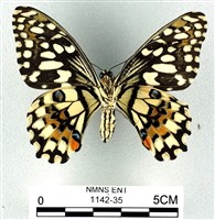 花鳳蝶、無尾鳳蝶藏品圖，第2張