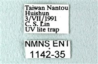 花鳳蝶、無尾鳳蝶藏品圖，第3張