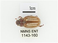 姬白條金龜藏品圖，第1張