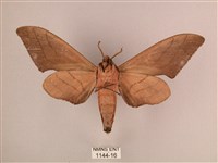 直翅六點天蛾藏品圖，第2張