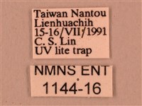 直翅六點天蛾藏品圖，第3張