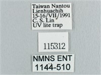 枯葉紋鉤蛾藏品圖，第3張