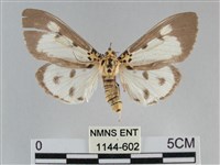 長斑擬燈蛾藏品圖，第1張