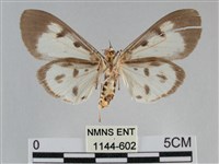 長斑擬燈蛾藏品圖，第2張