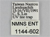 長斑擬燈蛾藏品圖，第3張