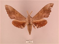 栗六點天蛾藏品圖，第1張