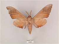 栗六點天蛾藏品圖，第2張